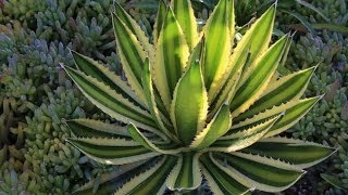 Agave lophantha Quadricolor a gorgeous small agave for gardens and containers [upl. by Lanor]