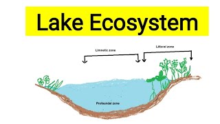 Lake ecosystemAquatic biologyLentic ecosystemFreshwater ecosystem [upl. by Sinnylg]