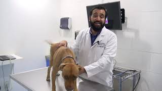 Las 3 enfermedades dermatológicas más comunes en los perros [upl. by Brandes]