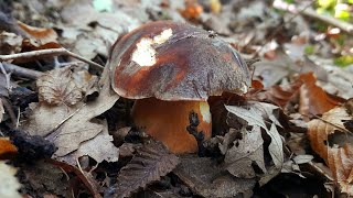 PORCINI DIFFICILI [upl. by Aksehcnarf]