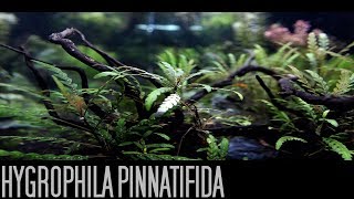 Hygrophila PinnatifidaTrimming [upl. by Aneehs]