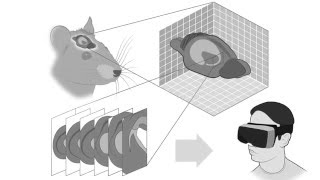 ZEISS Immersive VR Microscopy Take a step into your 3D sample [upl. by Akers]