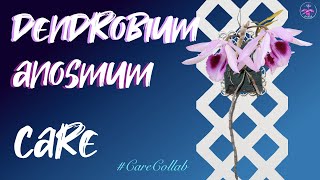 DENDROBIUM ANOSMUM CARE  INORGANIC MOUNT SET UP CareCollab ninjaorchids [upl. by Ahsemik290]