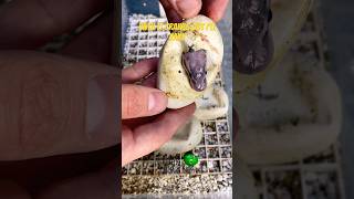 Day 60 3 more snakes hatched molinarosnakelab shortvideos cuttingsnakeeggs snakeeggs hatching [upl. by Atinoj]