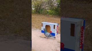 Must Watch New Bird Pigeon Trap 2024 Using Cardboard Box trap citytrap shorts [upl. by Derek]