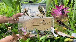 Find orchid mantis habitat‼️catch stick insect jewel dragonfly orb weaver spider longhorn beetle [upl. by Neeven]