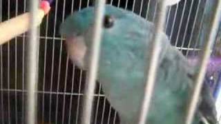 LINEOLATED PARAKEET quotFUKUquot singing [upl. by Russi]