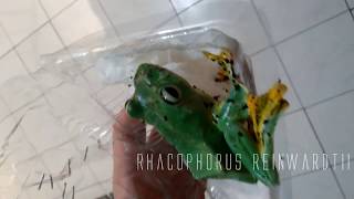 Rhacophorus frogs flying tree frogs [upl. by Madeleine]