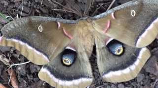 Polyphemus Moth Antheraea polyphemus Closeup [upl. by Hsepid895]