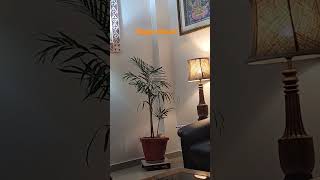 Best Indoor Airpurifying Bamboo Palm Tree aadishkiduniya shortreels indoorplants bamboopalmtree [upl. by Anaela]