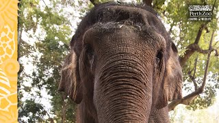 Elephant Update  Perth Zoo [upl. by Rheba]