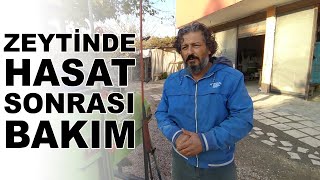 Zeytinde Hasat Sonrası Combi Gübre ve Deniz Yosunu Uygulaması [upl. by Notwal]