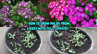 HOW TO GROW PHLOX FROM SEEDS WITH FULL UPDATES [upl. by Dagna359]