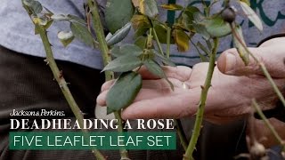 Deadheading a Rose Five Leaflet Leaf Set [upl. by Shelby982]