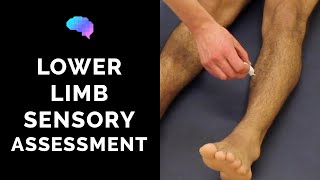 Sensory Assessment of the Lower Limbs  OSCE Guide Clip  UKMLA  CPSA [upl. by Lewej]