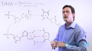 Memorize Structure of Adenine Guanine Cytosine Thymine and Uracil  MCAT [upl. by Norted33]