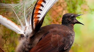 Male lyrebirds use mimicry in mating dance [upl. by Ashton]