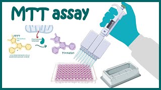 MTT assay  Cell Viability and Cytotoxicity determination using MTT assay [upl. by Jit79]