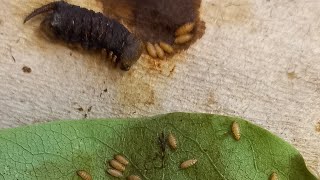 ПАРАЗИТЫ И БОЛЕЗНИ ГУСЕНИЦ САТУРНИЙ И БРАЖНИКОВ Parasitoids of Caterpillars Энтомология Стрим [upl. by Gusba]