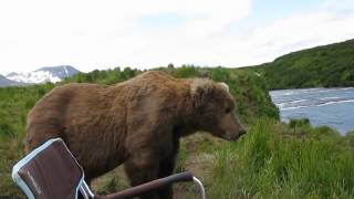 Close Encounter with a Brown Bear by Drew Hamilton [upl. by Ariom]