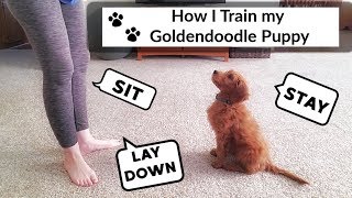 TRAINING GOLDENDOODLE PUPPY [upl. by Elsbeth]