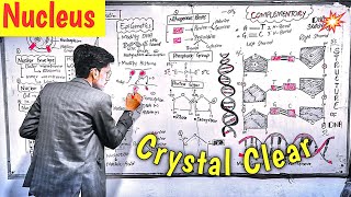 Nucleus l PPSC Terms l Crystal Clear l Chromosomes vs Chromatin [upl. by Landis]