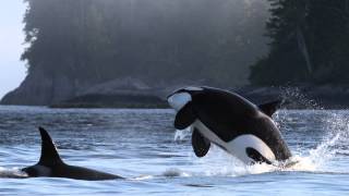 Northern Resident Orca vocalizations [upl. by Aihtenyc]