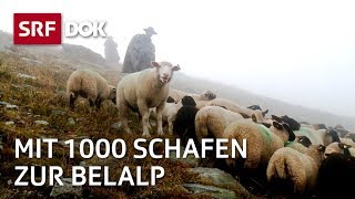 Die Schaftreiber vom Wallis  Kopf und Kragen für 1000 Schafe  Doku  SRF Dok [upl. by Chico680]