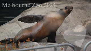 Melbourne Zoo 2024 [upl. by Anerual]