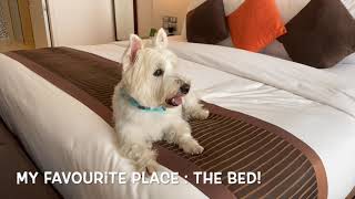 Oakwood Residence Sukhumvit 24  Pet Friendly Hotel Bangkok  Wylie Westie Weekend in Bangkok [upl. by Legir]