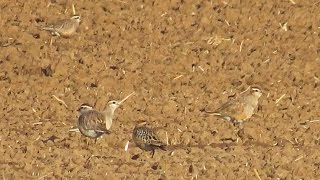 Kulík hnědý  Eurasian Dotterel Charadrius morinellus  11 ex [upl. by Ahsiena943]