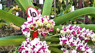 Rhynchostylis orchid in Thailand ช้างการ์ตูน Rhynchostylis giganteaLindlRidl  pink spots color [upl. by Matilda]