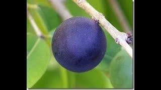 Jabuticaba AZUL  Myrciaria vexator [upl. by Hpotsirhc]