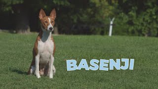 Basenji  Full Dog Breed Profile [upl. by Brasca]