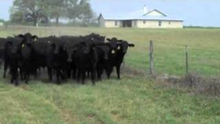 40 Brangus Heifers in Poteet Tx exposed to Brangus Bulls Since April 1 [upl. by Questa508]