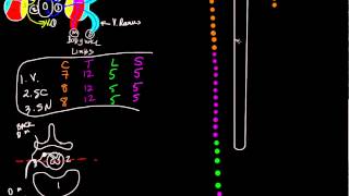 Neurological levels schematic [upl. by Lizabeth30]