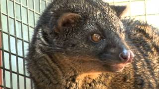 RAINFOREST PYRAMID® UPDATE African Palm Civet [upl. by Ron750]