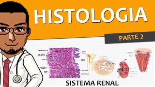 Sistema Excretor  Renal  Urinário 03  Histologia P2 Bexiga ureteres uretra e rins [upl. by Maiocco]