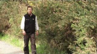 Weed Info How to Control Gorse [upl. by Alesig]