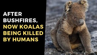 Koala Bear After Thousands Of Koalas Died In Bushfires 500 More Killed In Australia [upl. by Epilef752]