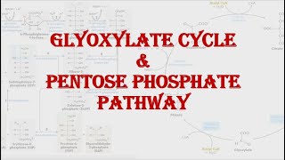 Glyoxylate cycle amp Pentose phosphate pathway Shunt  HPU BSc 2nd year [upl. by Liggett272]