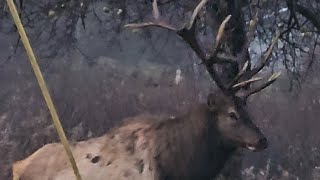 BIG BULL ELK  Using antlers to knock apples off tree 🍎 [upl. by Dikmen]