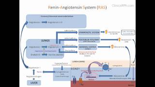 ReninAngiotensin Aldosterone System RAAS [upl. by Hplodnar]