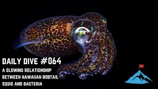 Daily Dive  064  A Glowing Relationship Between Hawaiian Bobtail Squid and Bacteria [upl. by Aynav]