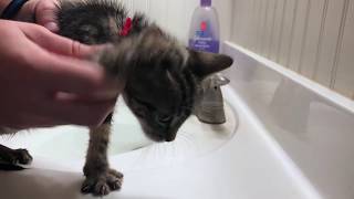 How to Give a Kitten a Bath Cute Kittens First Bath [upl. by Karame199]