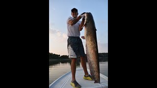 Pecanje Soma na Cvet Bubu reka Tisa  Carpologija Fishing Team [upl. by Sivek]