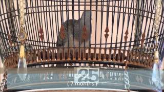 CP Farm Pattani MV9  Zebra dove Perkutut Ketitir [upl. by Siloa]