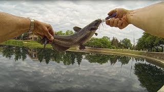 Catfish on a Whopper Plopper [upl. by Enetsirk]