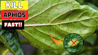 How to Get Rid Of Aphids And Protect Plants From Infestation [upl. by Oirad]