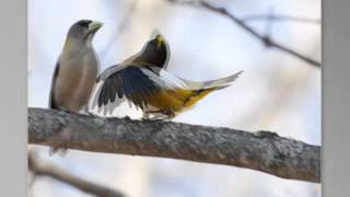 Evening Grosbeak Courtship [upl. by Nahraf774]